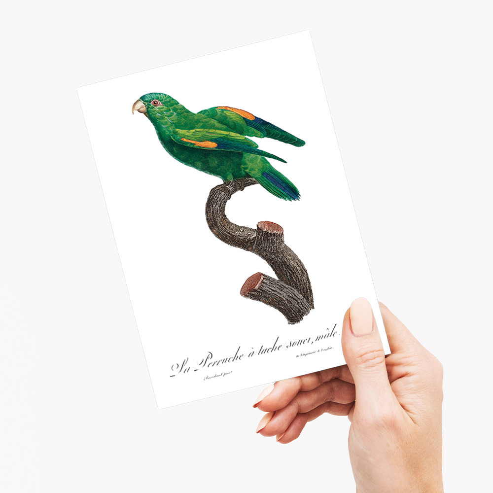 The marigold lorikeet, Trichoglossus capistratus, male - Wenskaart