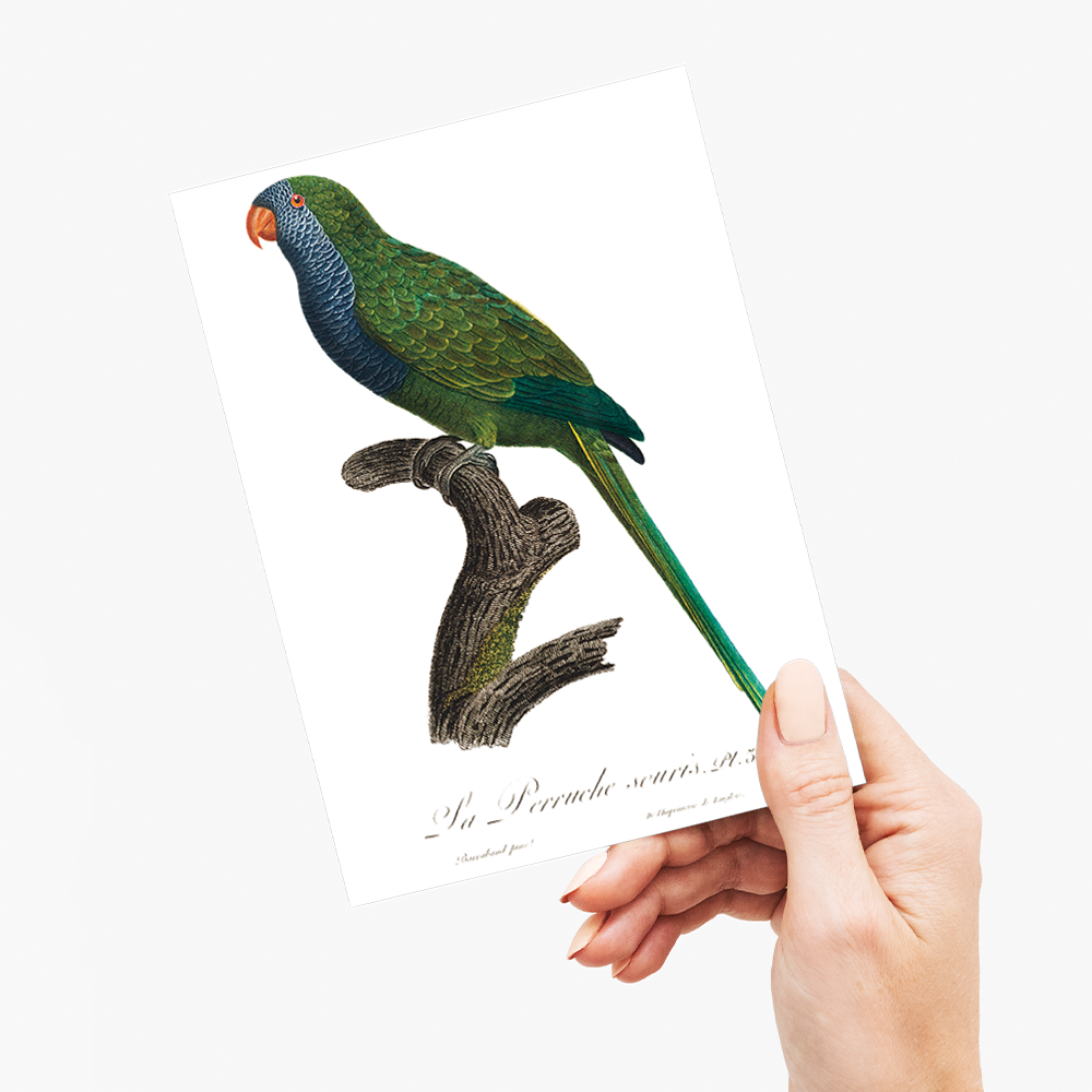 The Monk Parakeet, Myiopsitta monachus - Wenskaart