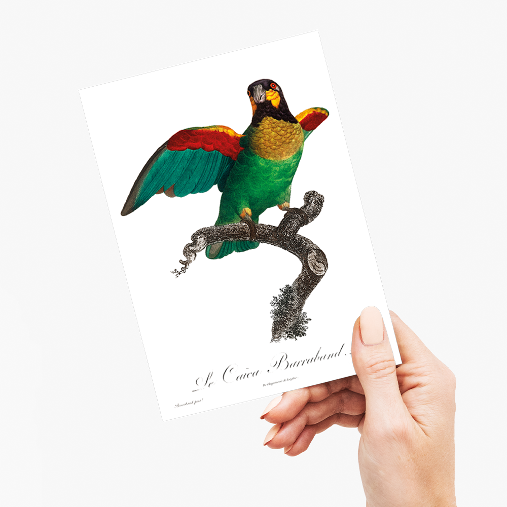 The Orange-Cheeked Parrot, Pyrilia barrabandi - Wenskaart