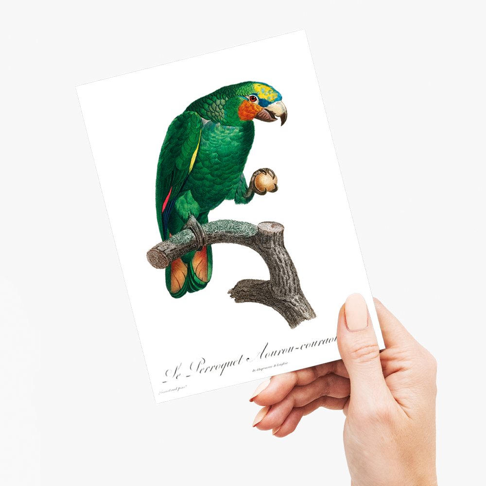 The Orange-Winged Amazon, Amazona amazonica II - Wenskaart