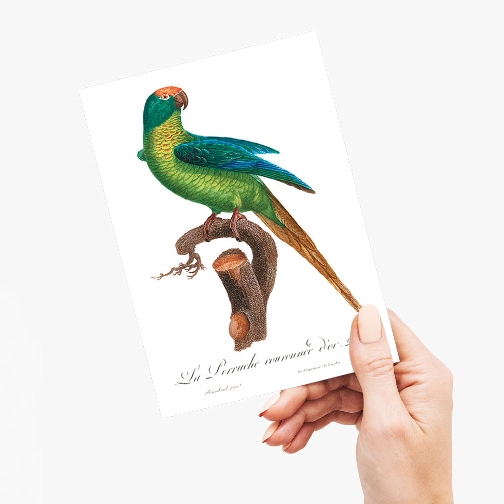 The Peach-Fronted Parakeet, Eupsittula aurea - Wenskaart