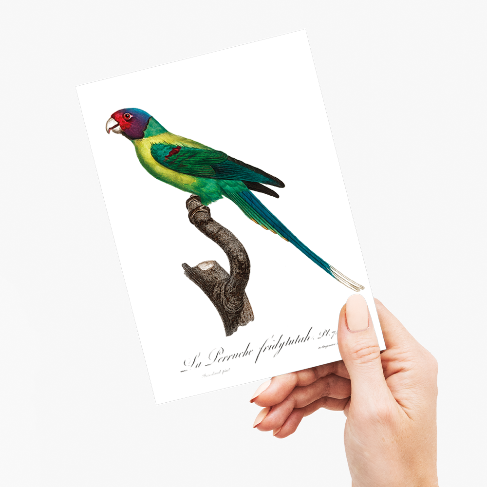The Plum-Headed Parakeet - Wenskaart