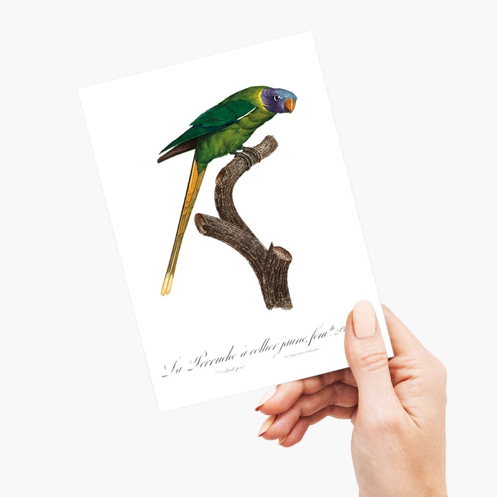 The Plum-Headed Parakeet, female - Wenskaart