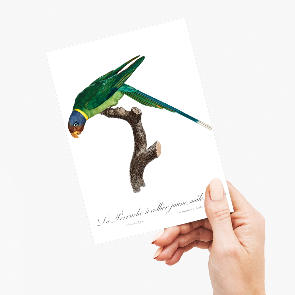 The Plum-Headed Parakeet, male - Wenskaart