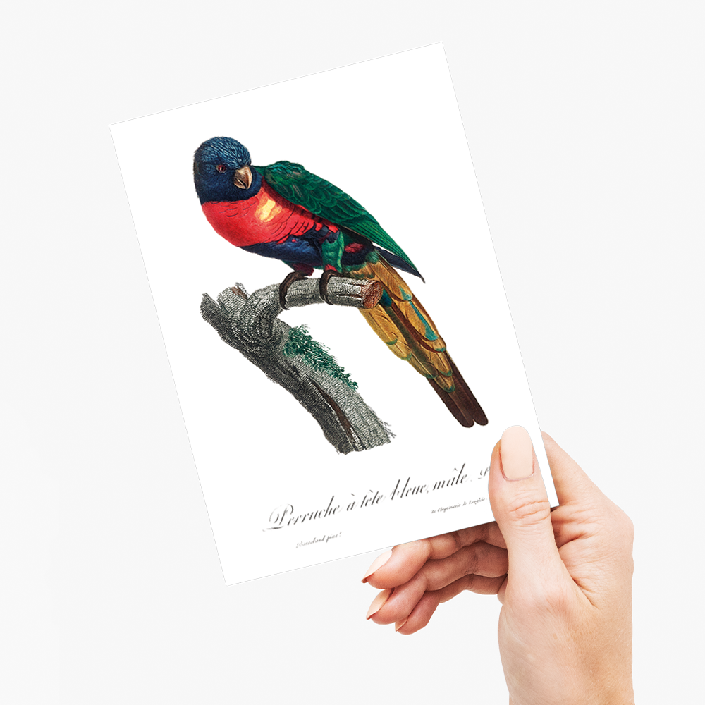 The Plum-Headed Parakeet, Psittacula cyanocephala, male - Wenskaart