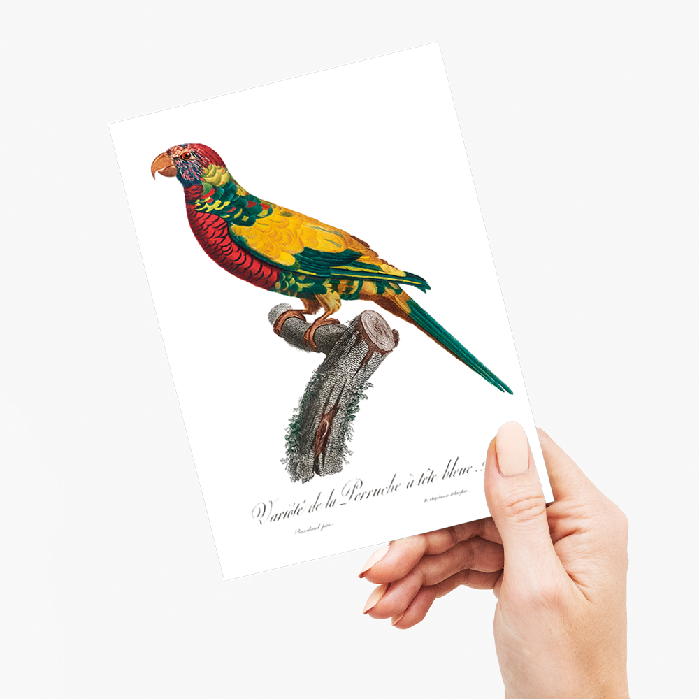 The Rainbow Lorikeet, Trichoglossus moluccanus - Wenskaart