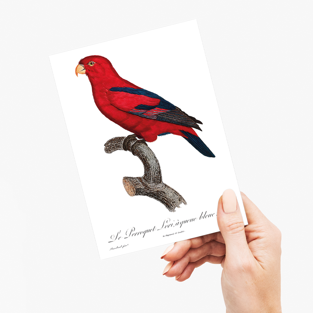 The Red Lory, Eos bornea II - Wenskaart