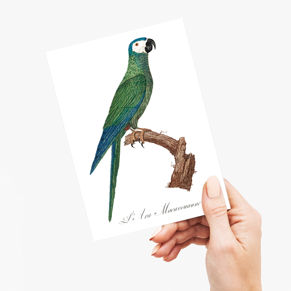The Red-Bellied Macaws (Orthopsittaca manilatus) - Wenskaart
