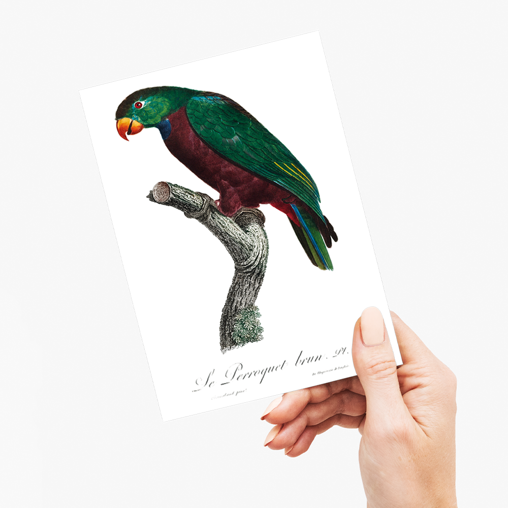 The Red-Billed Parrot, Pionus sordidus - Wenskaart