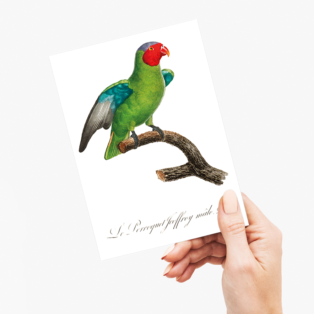 The Red-Cheeked Parrot, Geoffroyus geoffroyi, male - Wenskaart