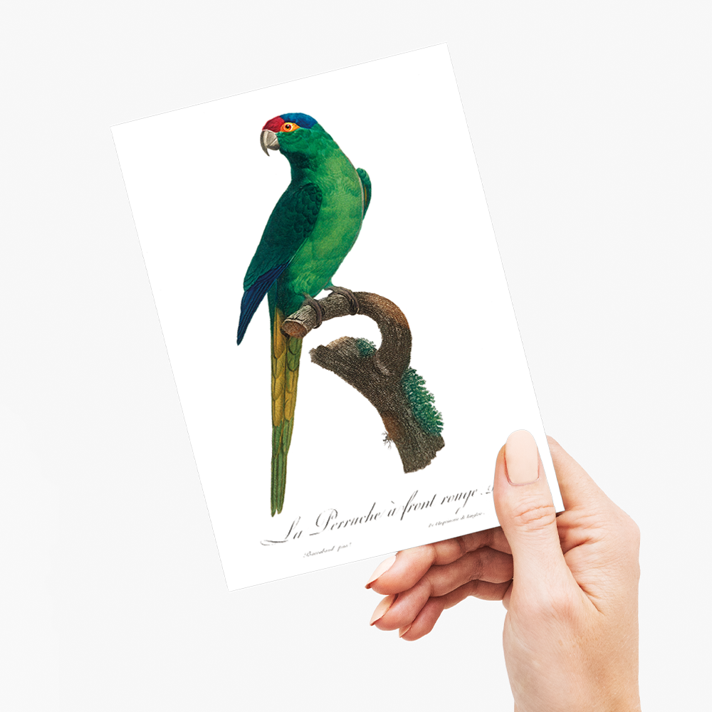 The Red-Crowned Parakeet, Cyanoramphus novaezelandiae - Wenskaart