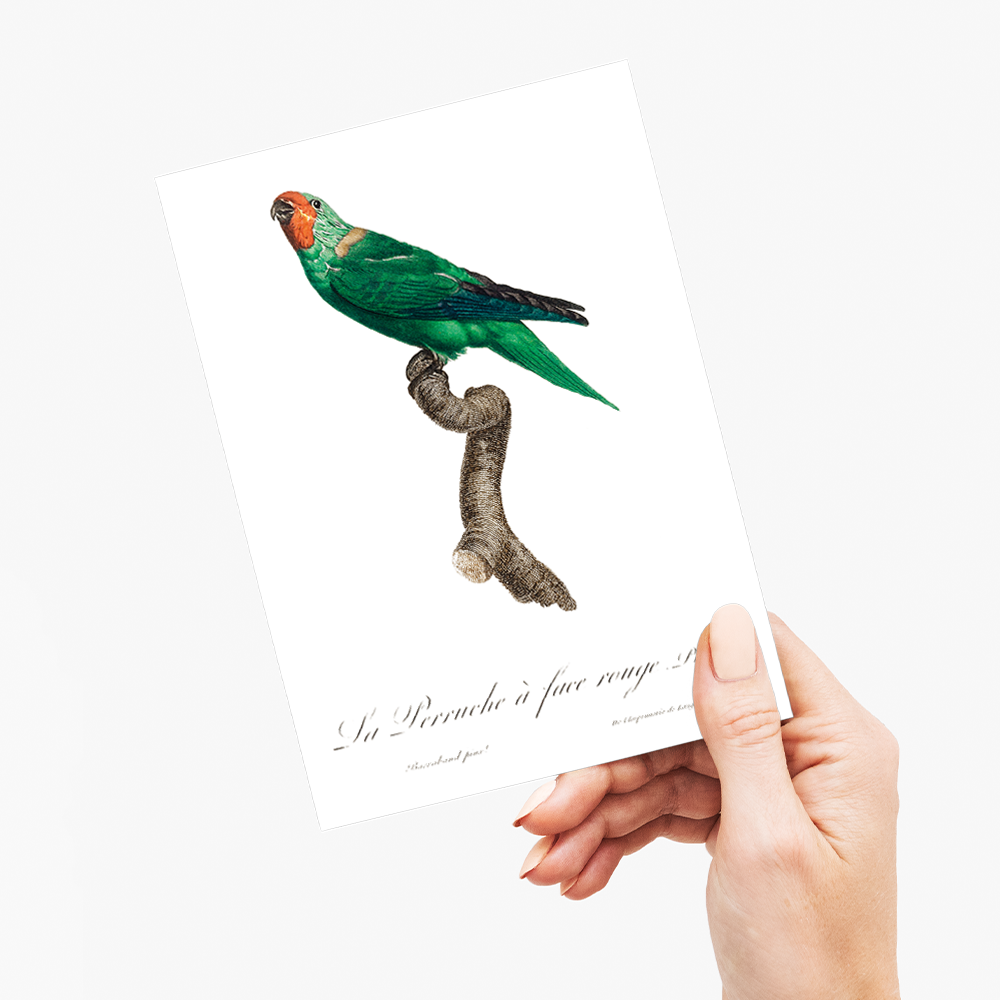 The Red-Faced Parrot, Hapalopsittaca pyrrhops - Wenskaart