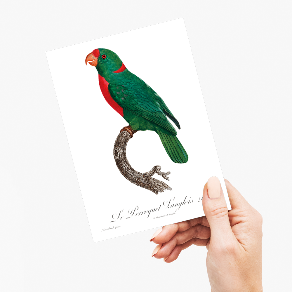 The Red-Fronted Parrot, Poicephalus gulielmi - Wenskaart