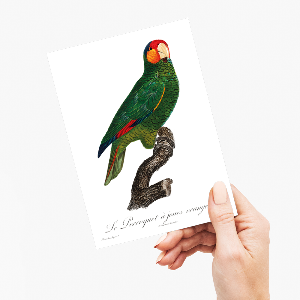 The Red-Lored Amazon, Amazona autumnalis - Wenskaart