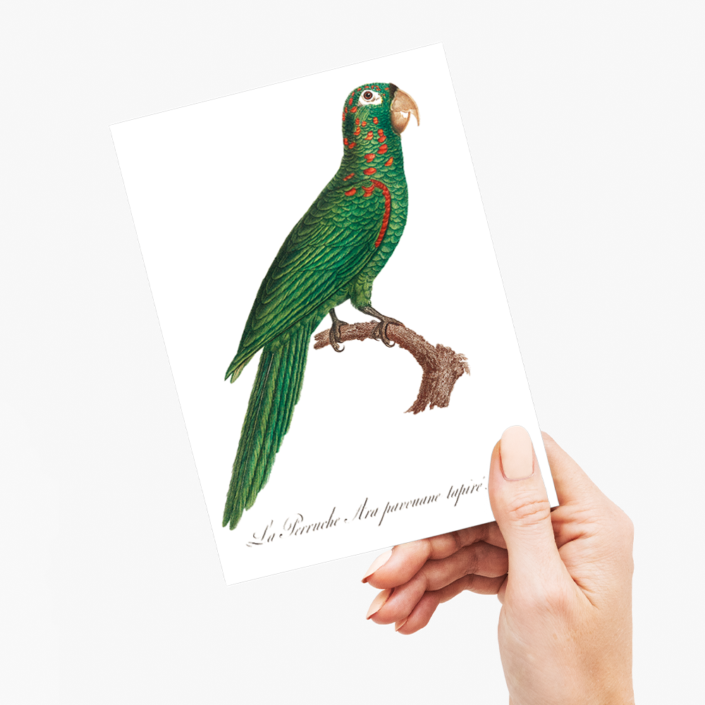 The Red-Spectacled Amazon, Amazona pretrei - Wenskaart