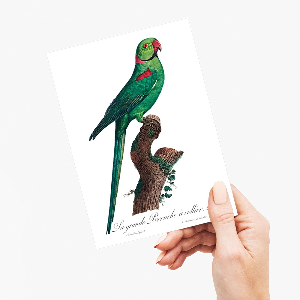 The Rose-Ringed Parakeet, Psittacula krameri IV - Wenskaart