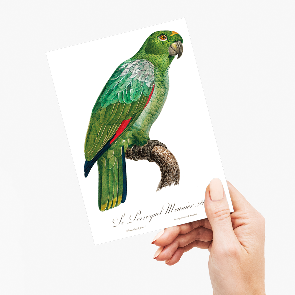 The Southern Mealy Amazon, Amazona farinosa - Wenskaart