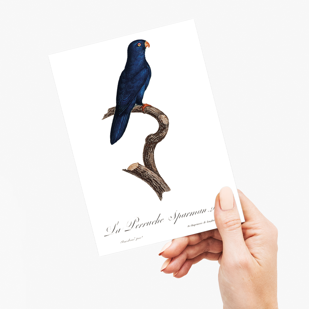 The Sparman Parakeet (Cyanoramphus novaezelandiae) - Wenskaart