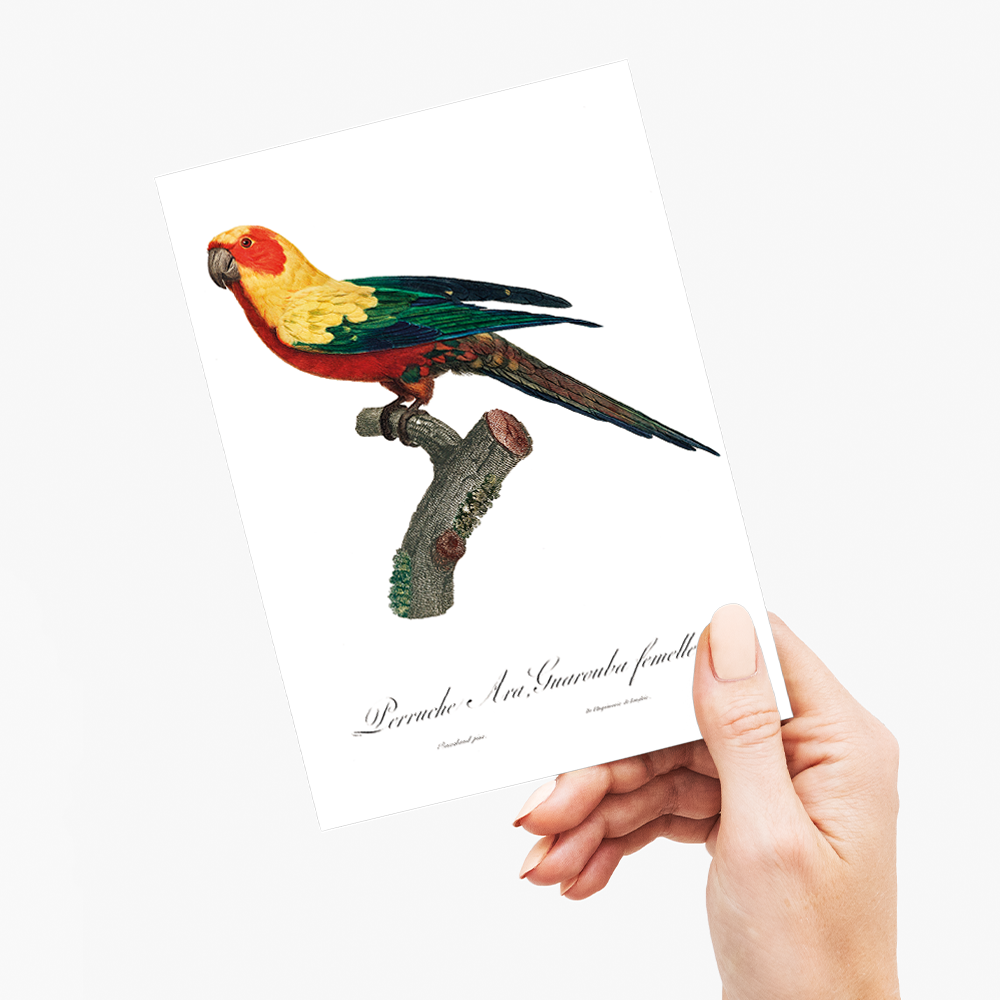 The Sun Parakeet, Aratinga solstitialis, female - Wenskaart