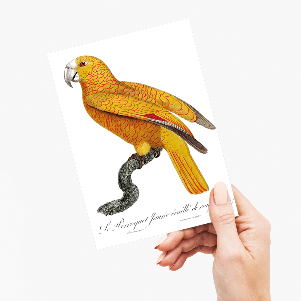 The Sun Parakeet, Aratinga solstitialis, male - Wenskaart