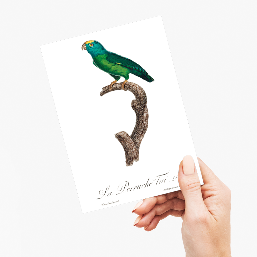 The Tui Parakeet, Brotogeris sanctithomae - Wenskaart
