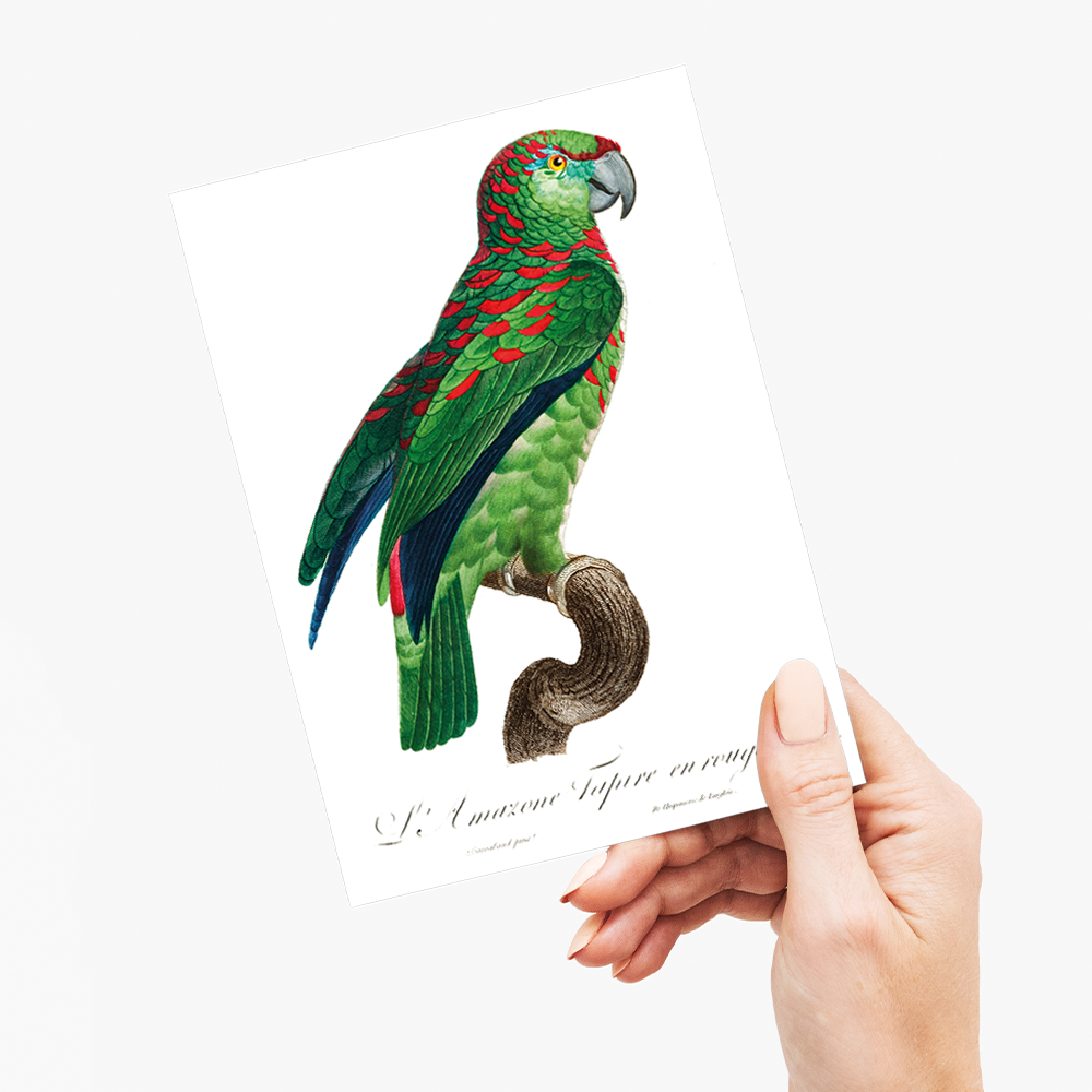 The Turquoise-Fronted Amazon Amazona aestiva I - Wenskaart