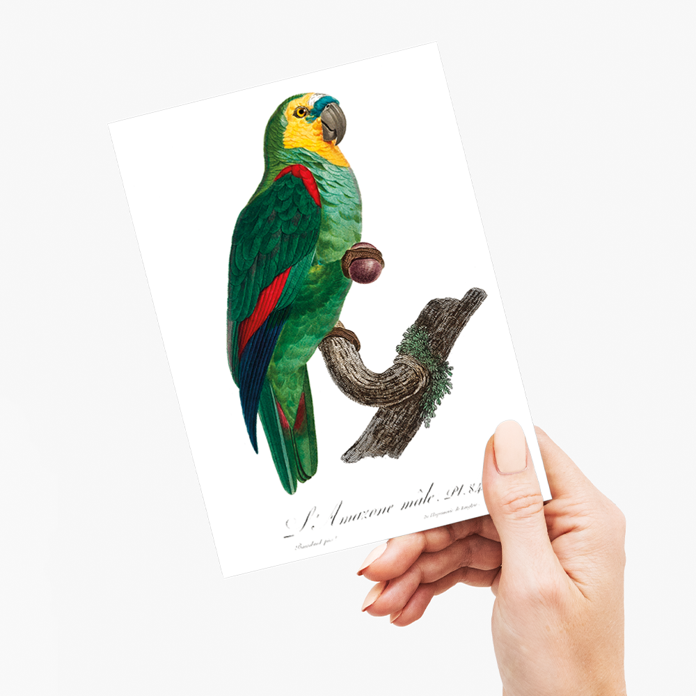 The Turquoise-Fronted Amazon, Amazona aestiva III - Wenskaart
