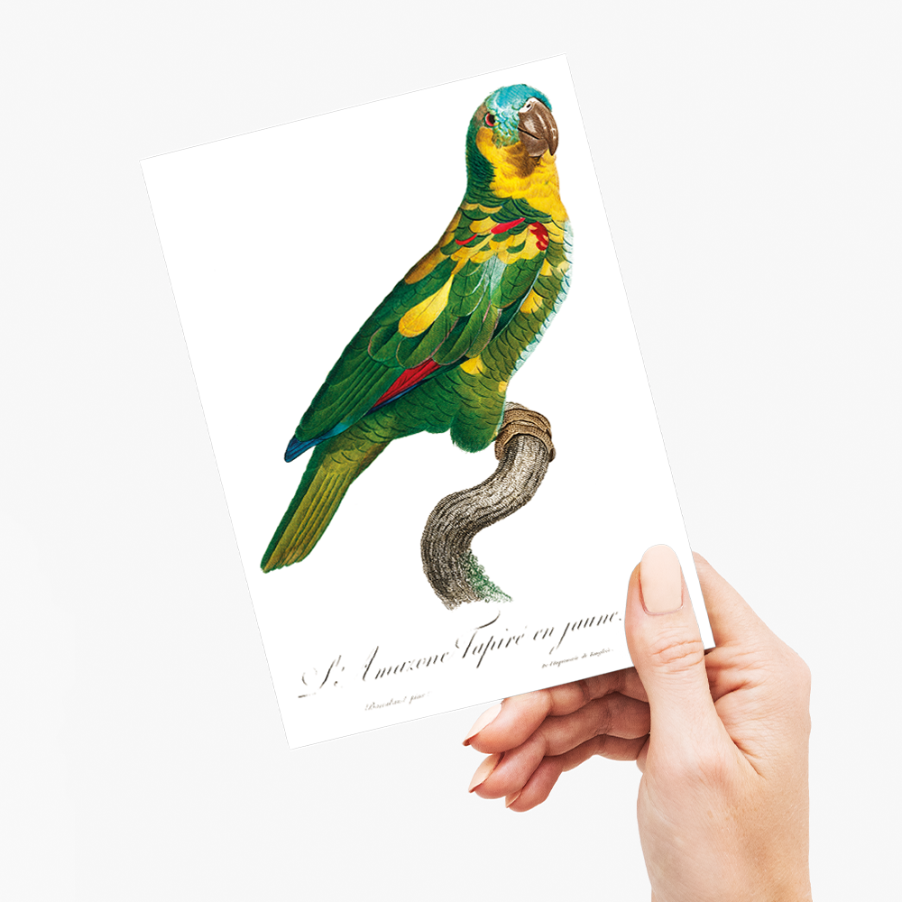 The Turquoise-Fronted Amazon, Amazona aestiva II - Wenskaart