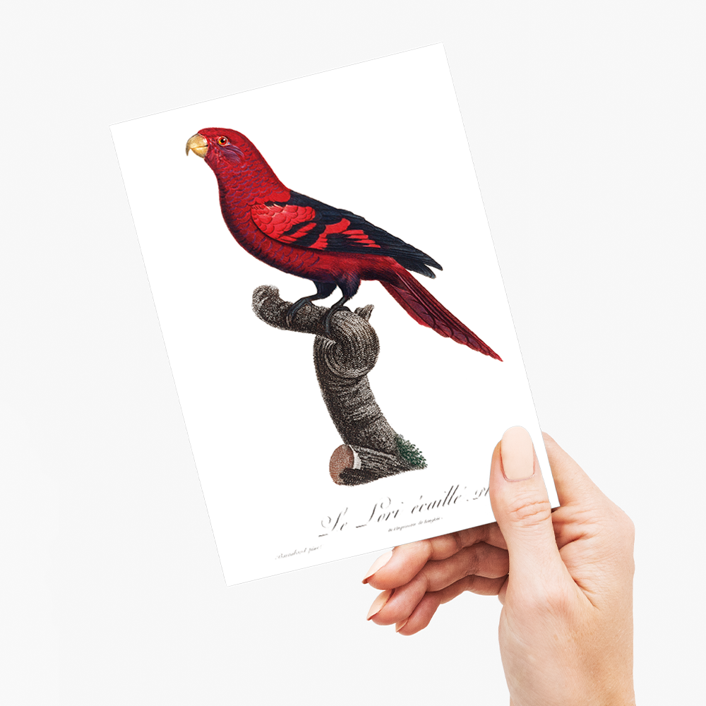 The Violet-Necked Lory, Eos squamata - Wenskaart