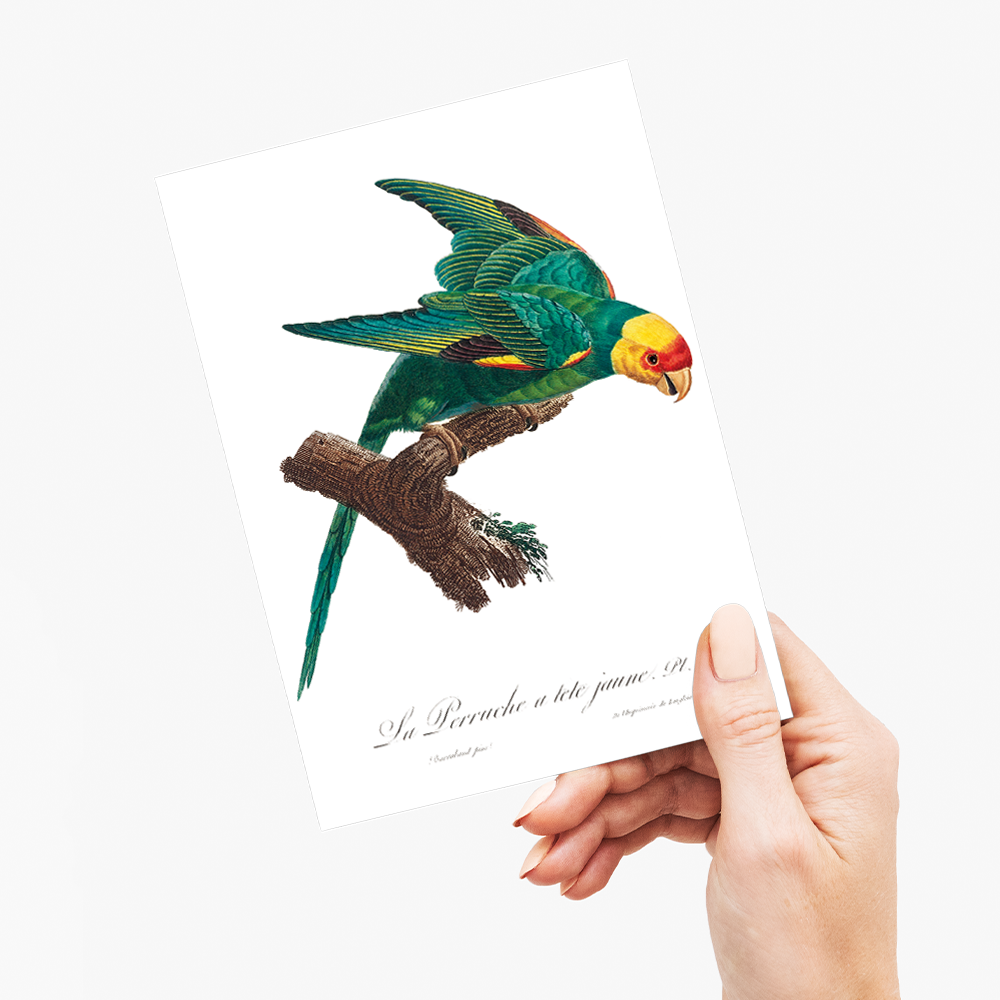 The Yellow-Crowned Parakeet, Cyanoramphus auriceps II - Wenskaart