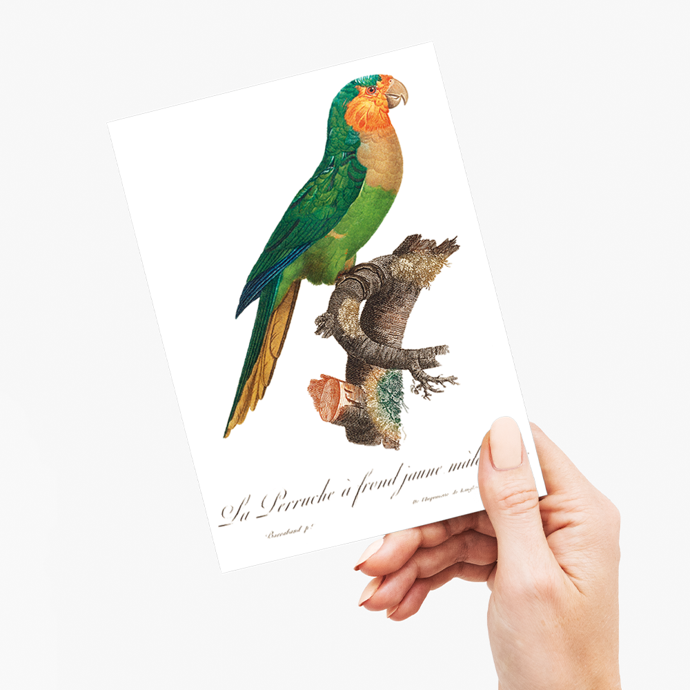 The Yellow-Headed Amazon, Amazona oratrix, male - Wenskaart
