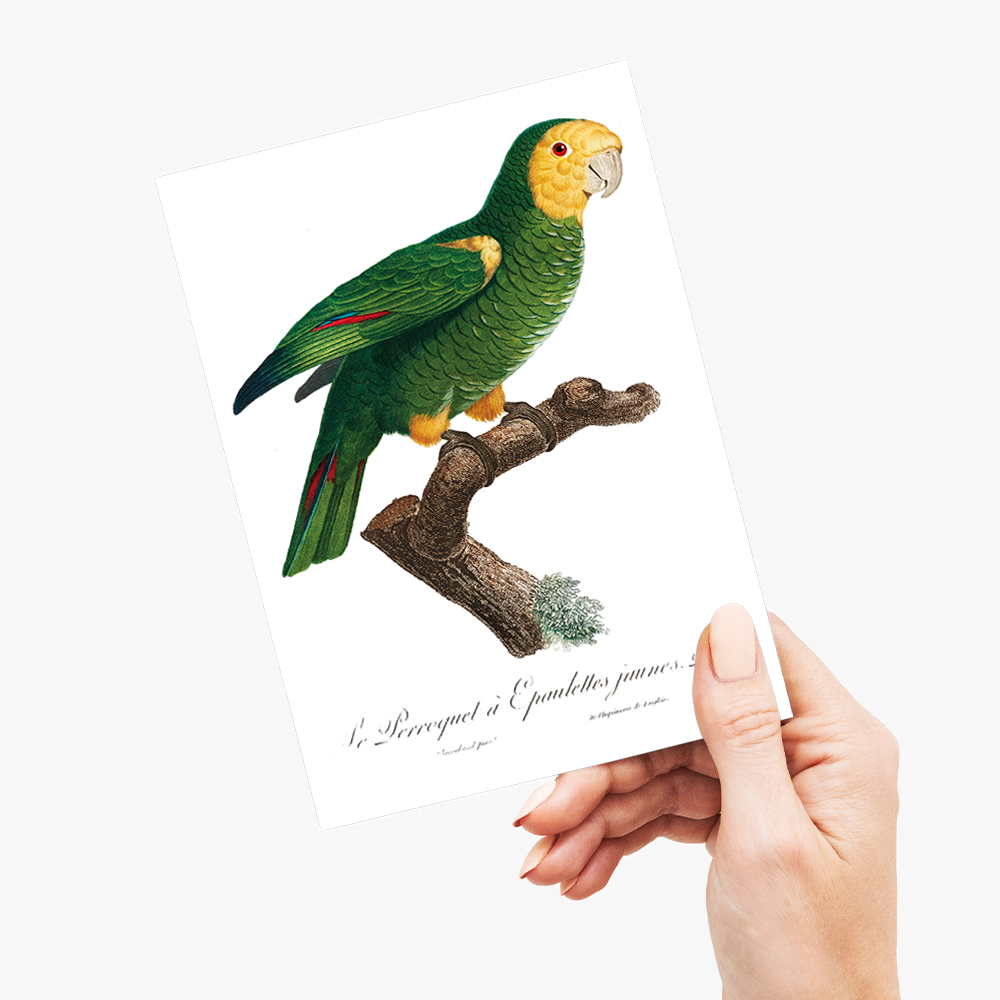 The Yellow-Shouldered Amazon, Amazona barbadensis II - Wenskaart