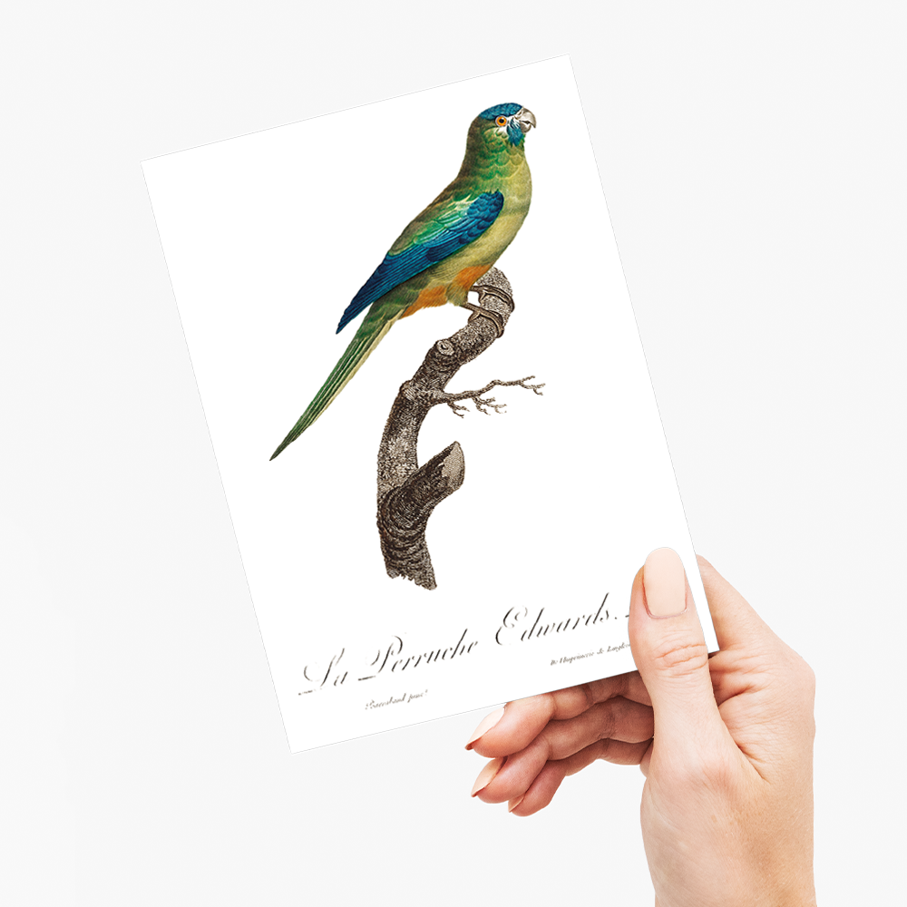 Turcosine Ground Parakeet - Wenskaart
