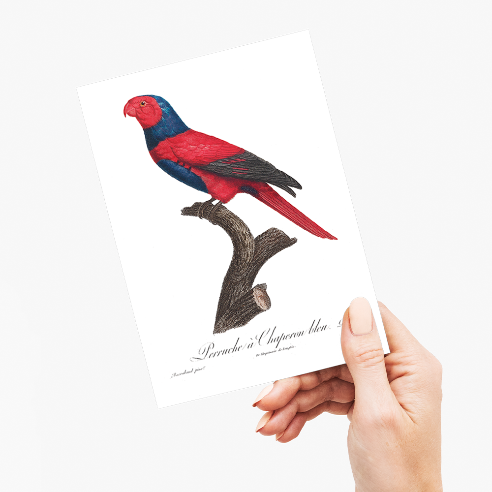 Violet-necked lory, Eos squamata - Wenskaart