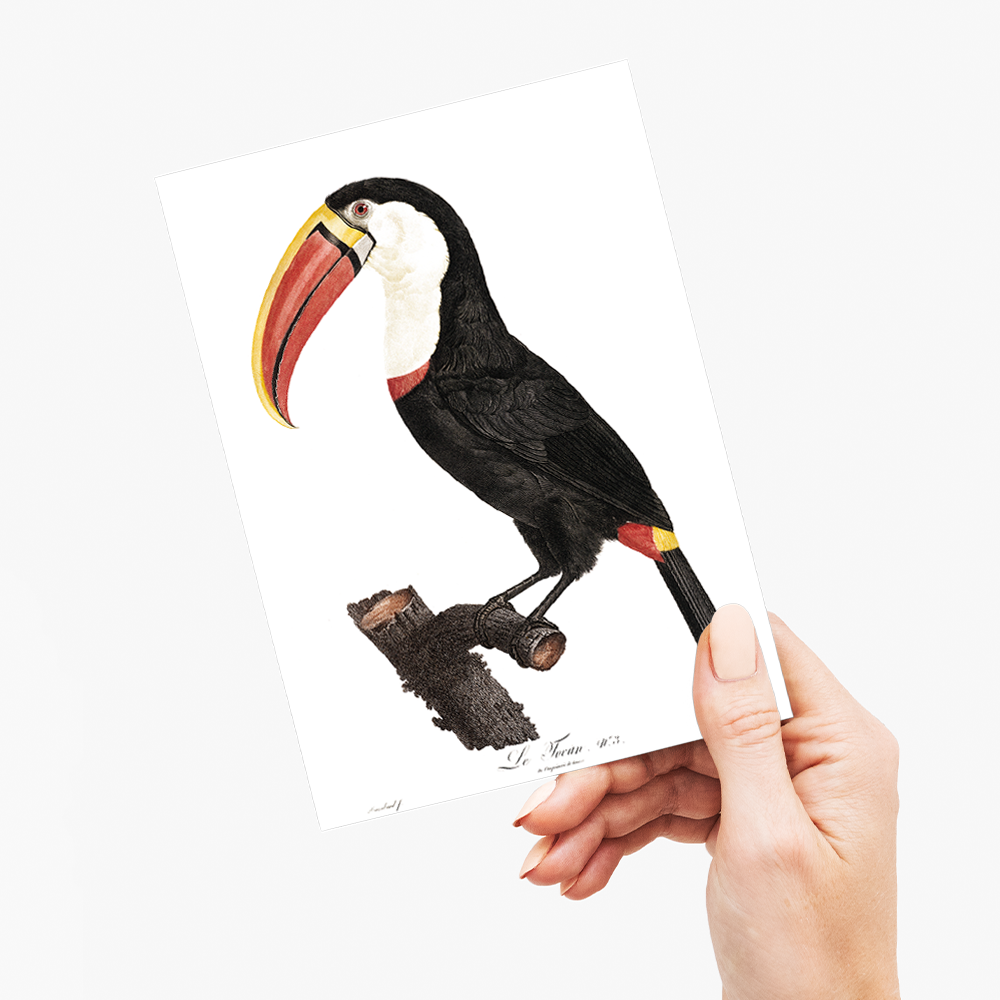 Toucan - Wenskaart