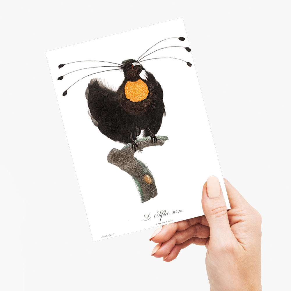 Western parotia - Wenskaart