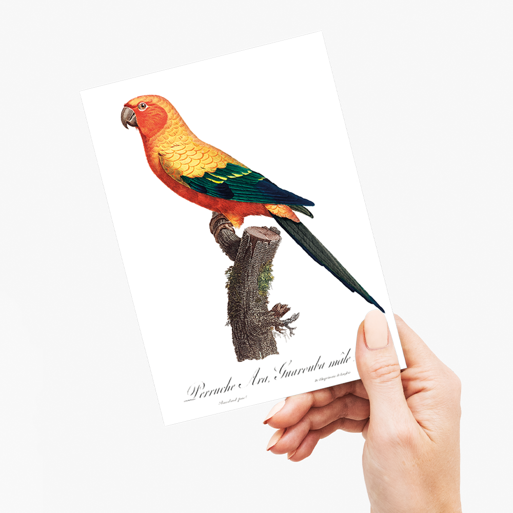 The Sun Parakeet, Aratinga solstitialis, male - Wenskaart
