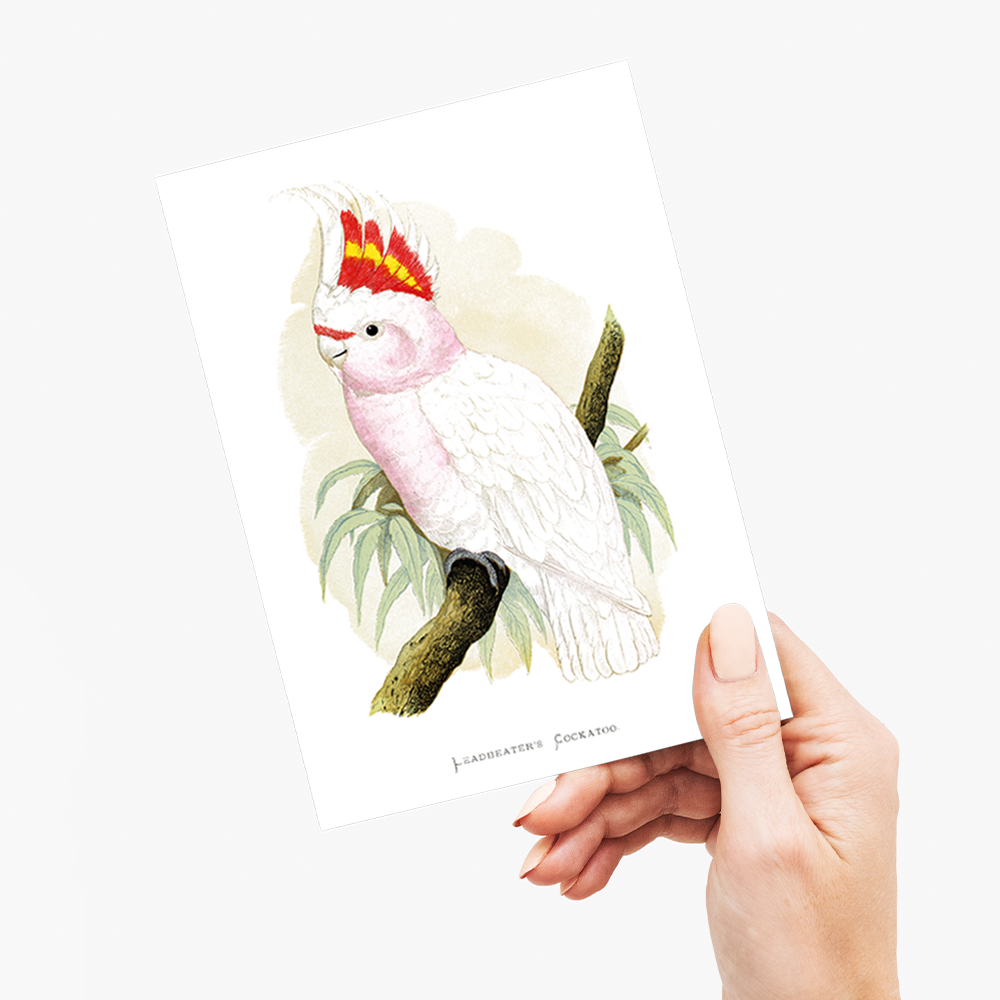 Leadbeater's Cockatoo - Wenskaart