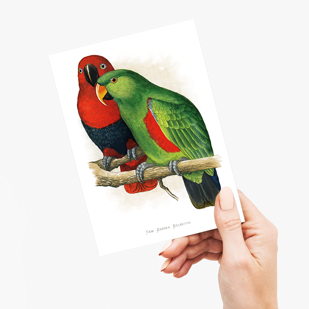 New Guinea Ecletus - Wenskaart