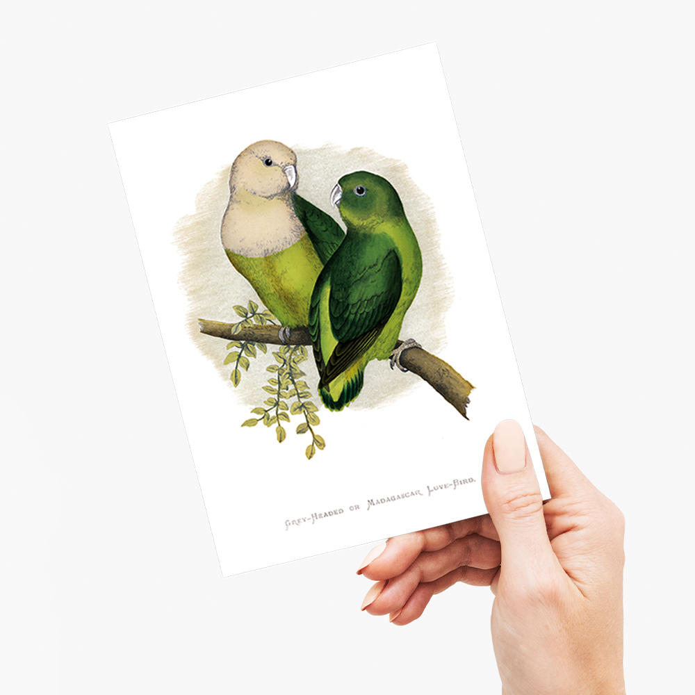 Grey-Headed or Madagascar Love-Bird - Wenskaart
