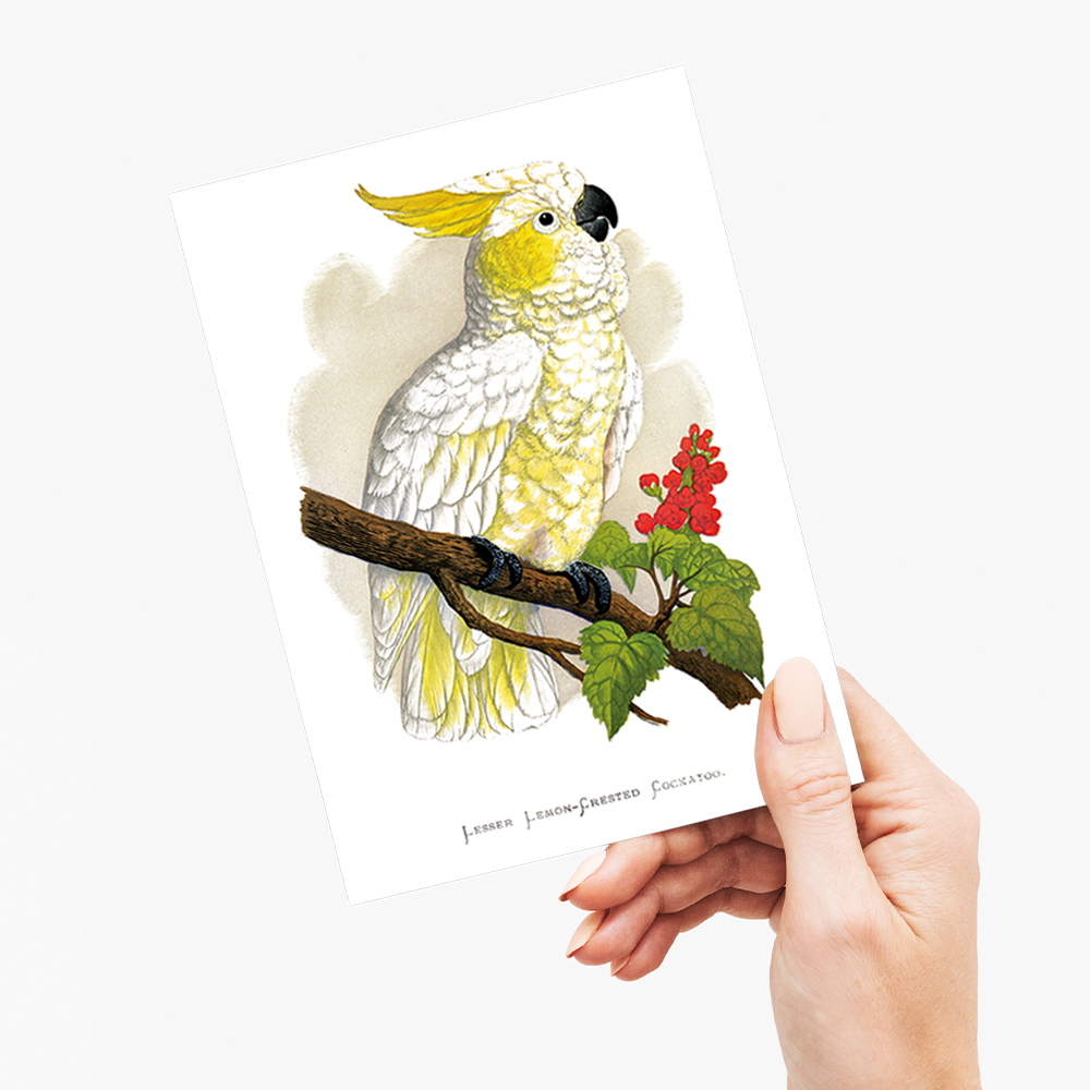 Lesser Lemon-Crested Cockatoo - Wenskaart