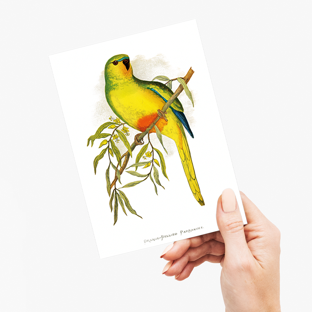 Orange-Bellied Parrakeet - Wenskaart
