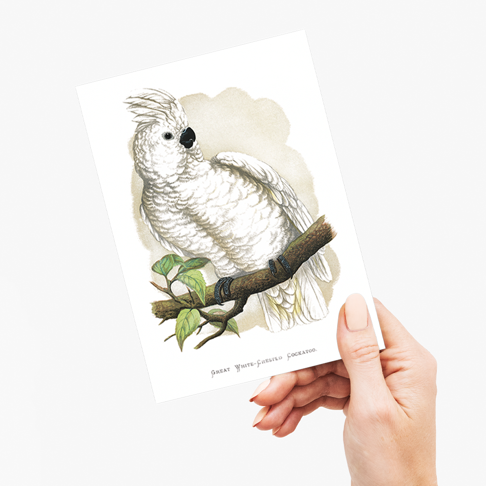 Great White-Crested Cockatoo - Wenskaart