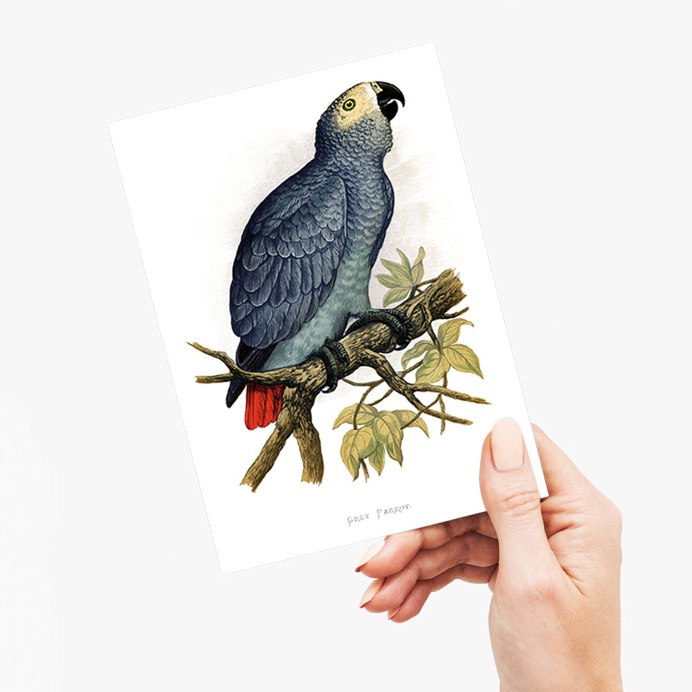 Grey Parrot - Wenskaart