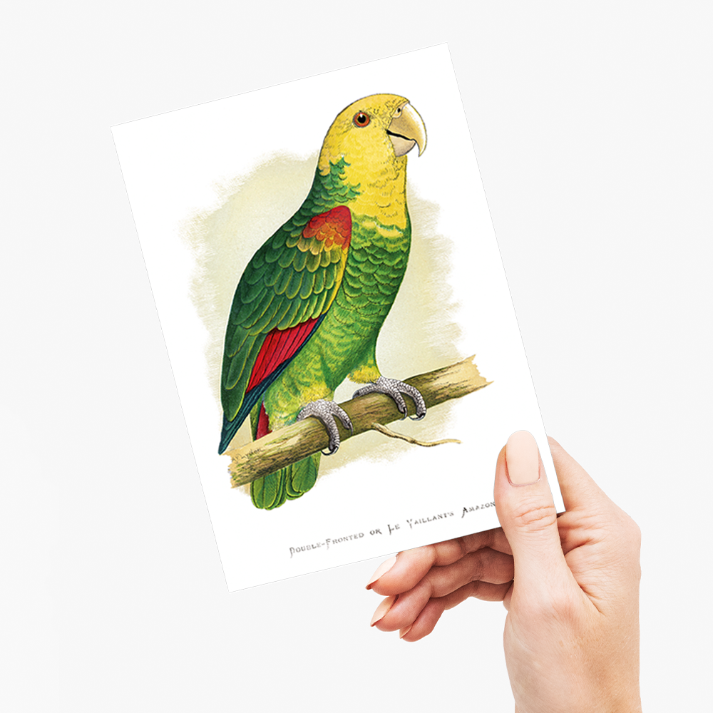 Double-Fronted or Le Vaillant's Amazon - Wenskaart