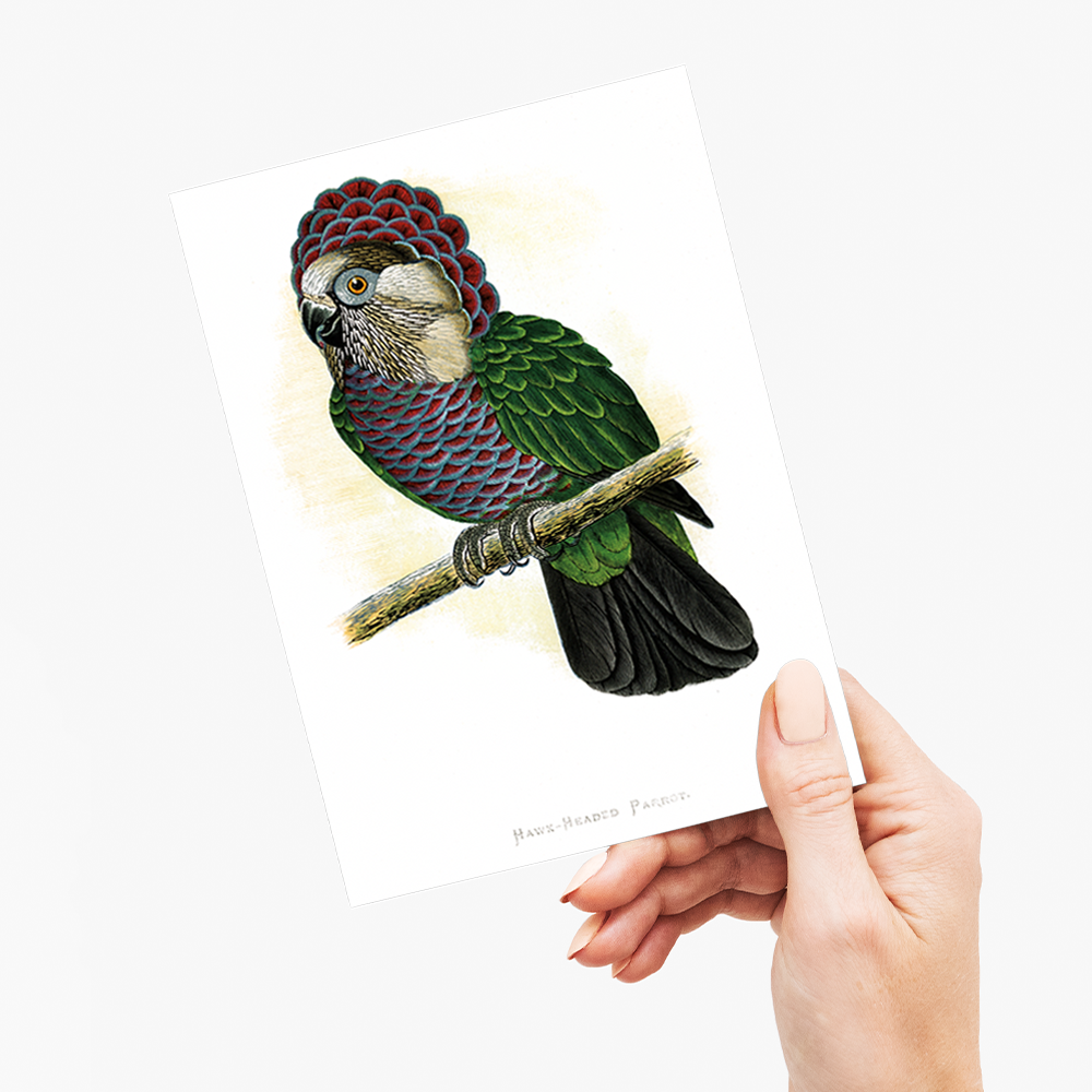 Hawk-Headed Parrot - Wenskaart