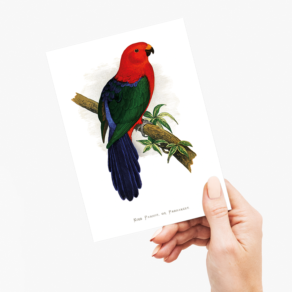 King Parrot - Wenskaart