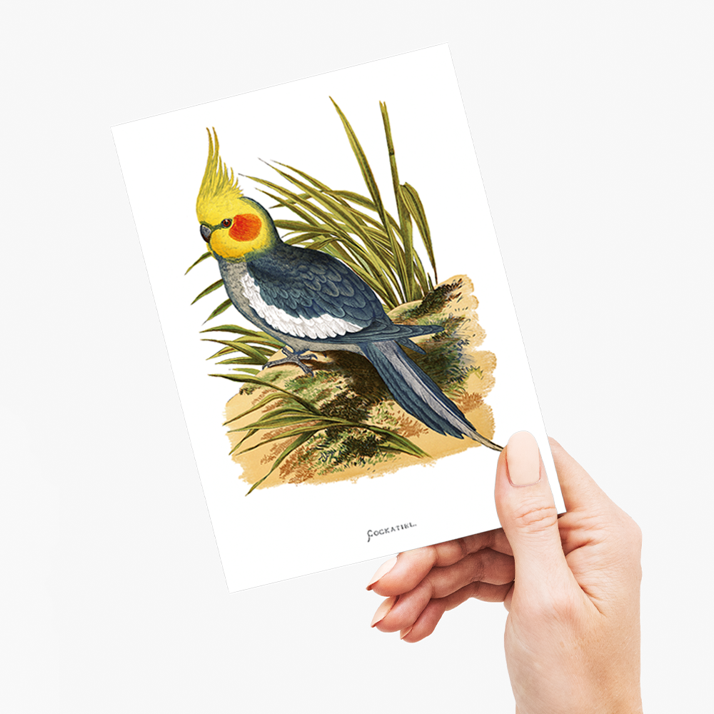 Cockatiel - Wenskaart