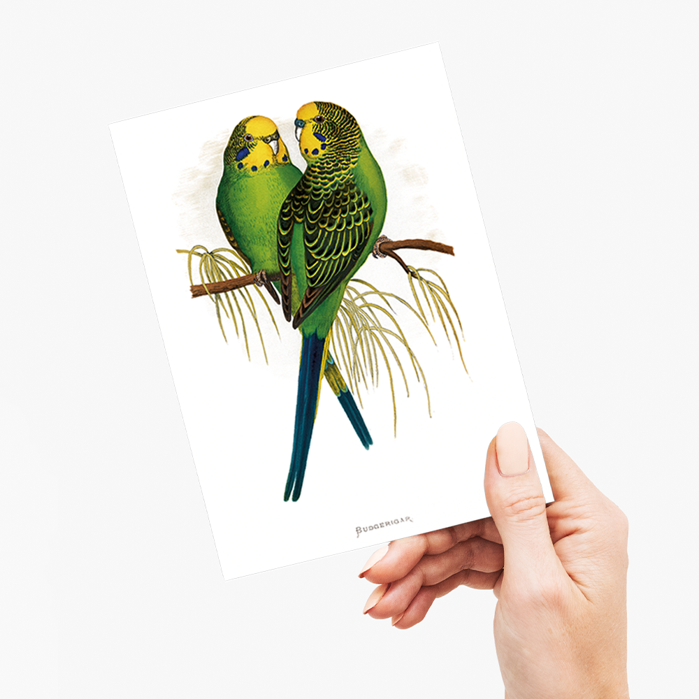 Budgerigar - Wenskaart