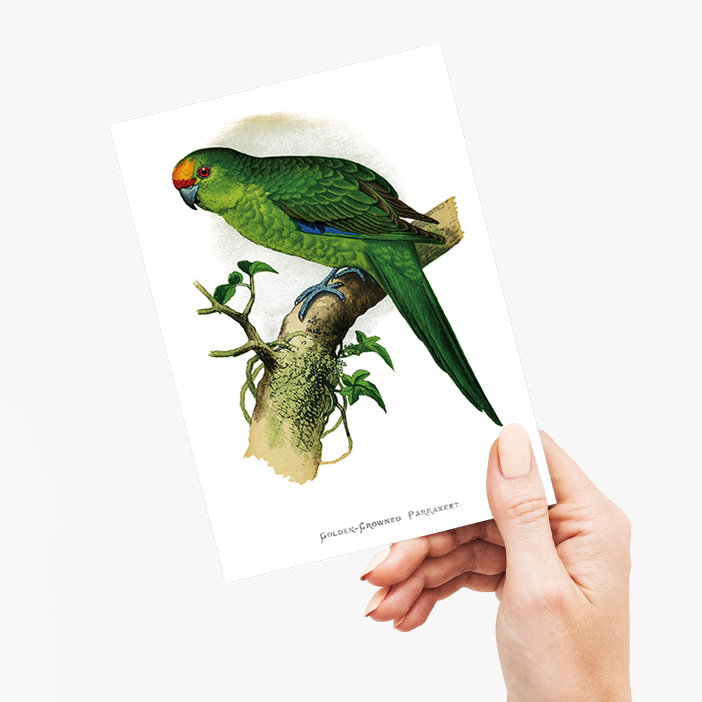 Golden-Crowned Parrakeet - Wenskaart